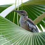 New Caledonian Friarbird / Philemon diemenensis