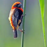 Чернокрылый ткачик / Euplectes hordeaceus
