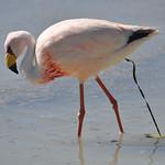 James's Flamingo / Phoenicoparrus jamesi