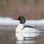 Большой крохаль / Mergus merganser