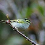 Blyth's Leaf Warbler / Phylloscopus reguloides