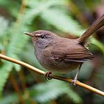 Friendly Bush Warbler / Locustella accentor