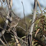 Red-lored Whistler / Pachycephala rufogularis