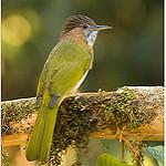 Mountain Bulbul / Ixos mcclellandii