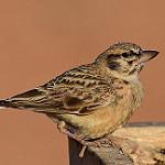 Sclater's Lark / Spizocorys sclateri