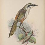Киоэа / Chaetoptila angustipluma