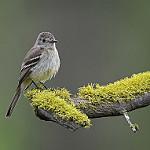 Еловый мухолов / Empidonax hammondii