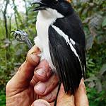 Габельский бубу / Laniarius amboimensis