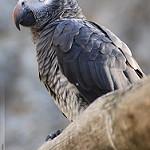 Бурохвостый жако / Psittacus timneh
