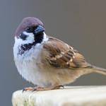 Полевой воробей / Passer montanus