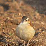 Pacific Hornero / Furnarius cinnamomeus
