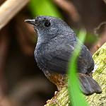 Скальный тапакуло / Scytalopus petrophilus