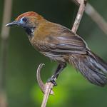 Fluffy-backed Tit-Babbler / Macronus ptilosus