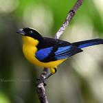 Blue-winged Mountain Tanager / Anisognathus somptuosus