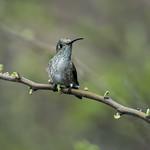 Spot-throated Hummingbird / Thaumasius taczanowskii