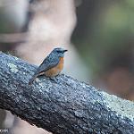 Ангольский каменный дрозд / Monticola angolensis
