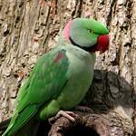 Alexandrine Parakeet / Psittacula eupatria