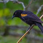 Рыжеплечий трупиал / Icterus pyrrhopterus