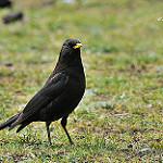 Tibetan Blackbird / Turdus maximus