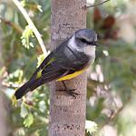 Western Yellow Robin / Eopsaltria griseogularis