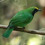 Листовковые / Chloropseidae фото