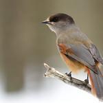 Кукша / Perisoreus infaustus