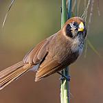 Spot-breasted Parrotbill / Paradoxornis guttaticollis