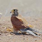 Скальная пустельга / Falco rupicolus