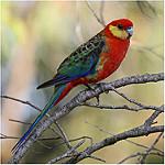 Желтощёкая розелла / Platycercus icterotis
