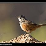 Дамарский скалолаз / Achaetops pycnopygius