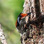 Vietnamese Cutia / Cutia legalleni