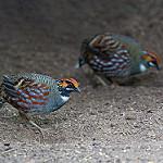 Hill Partridge / Arborophila torqueola