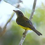 Yellow-bellied Whistler / Pachycephala philippinensis