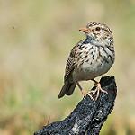 Madagascar Lark / Eremopterix hova