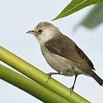 Серебристая белоглазка / Zosterops leucophaeus