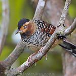 Spotted Laughingthrush / Ianthocincla ocellata