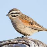 Капская овсянка / Emberiza capensis