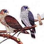Cuban Kite / Chondrohierax wilsonii