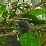 Blue-rumped Manakin / Lepidothrix isidorei