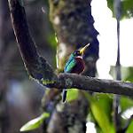 Желтоклювая якамара / Galbula albirostris