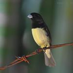 Пампасный просяночник / Sporophila ardesiaca