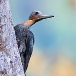 Great Slaty Woodpecker / Mulleripicus pulverulentus