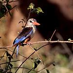 Светлобрюхий зимородок / Halcyon albiventris