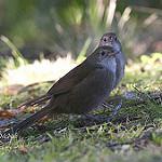 Eastern Bristlebird / Dasyornis brachypterus
