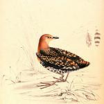 Buff-spotted Flufftail / Sarothrura elegans