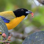 Black-chinned Mountain Tanager / Anisognathus notabilis