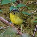 Bianchi's Warbler / Phylloscopus valentini