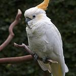 Cacatua citrinocristata