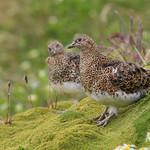 White-bellied Seedsnipe / Attagis malouinus