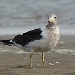 Olrog's Gull / Larus atlanticus